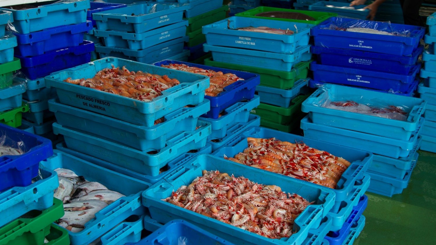 Las lonjas malagueñas comercializan más de 3.000 toneladas de productos frescos el primer semestre de 2024