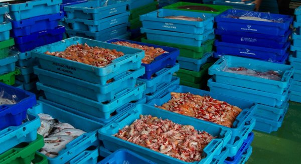 Las lonjas malagueñas comercializan más de 3.000 toneladas de productos frescos el primer semestre de 2024