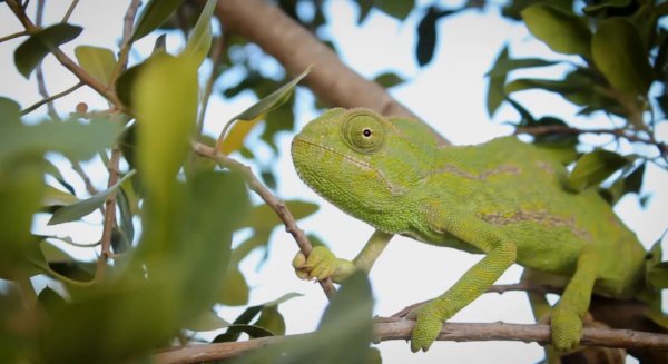 La Diputación pone el foco en 'La Málaga Salvaje' para dar a conocer la fauna de la provincia
