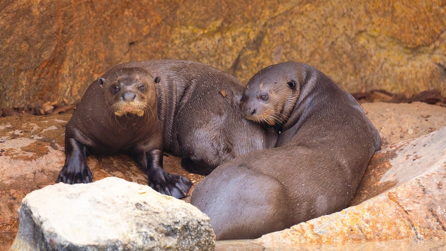 Una pareja de la especie de nutria más grande del mundo llega a Bioparc Fuengirola
