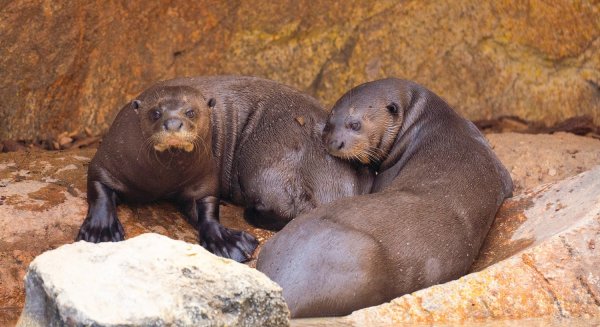 Una pareja de la especie de nutria más grande del mundo llega a Bioparc Fuengirola