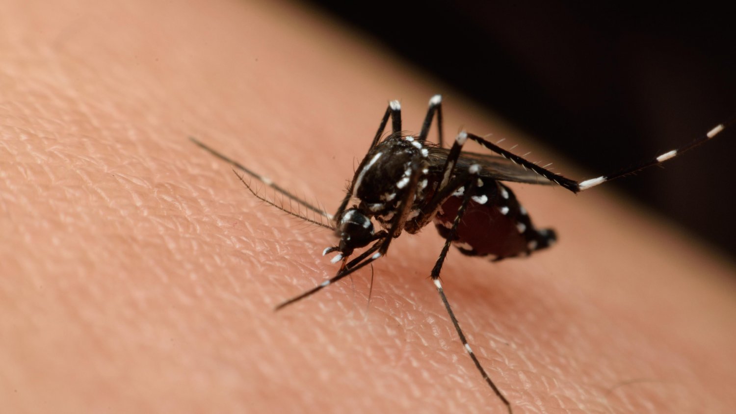 El Ayuntamiento de Málaga activa una nueva fase del plan de acción para controlar la presencia de mosquitos con el Virus del Nilo 