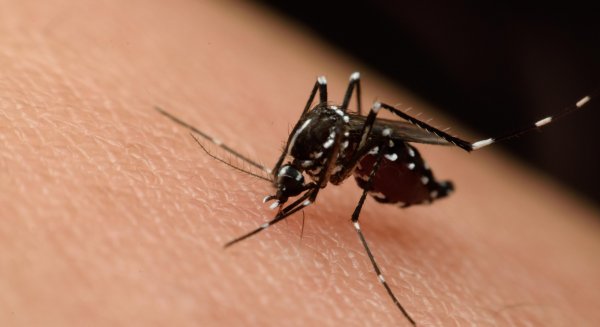El Ayuntamiento de Málaga activa una nueva fase del plan de acción para controlar la presencia de mosquitos con el Virus del Nilo 