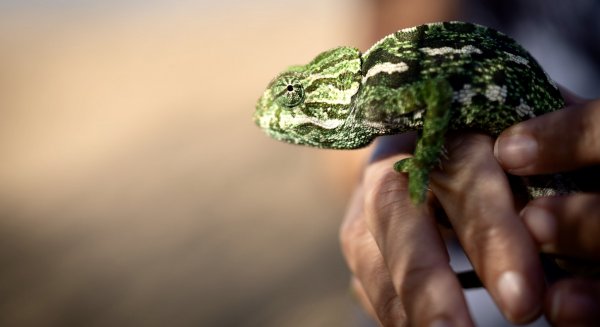 El programa de recuperación del camaleón logra la reintroducción en Málaga de más de 900 ejemplares desde 2011