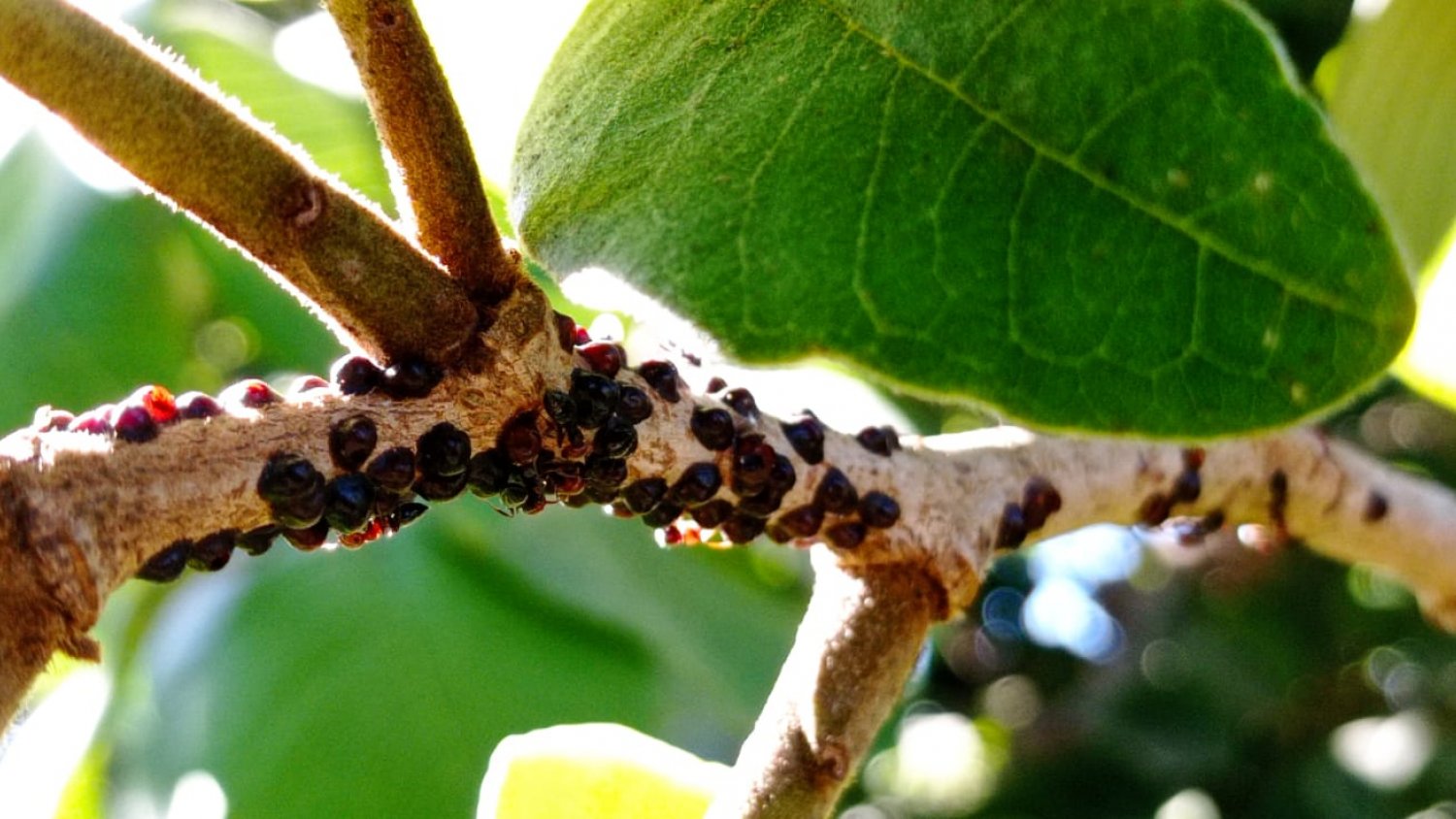 Investigadores se reúnen en Málaga para luchar contra las plagas emergentes en agricultura con las últimas tecnologías 