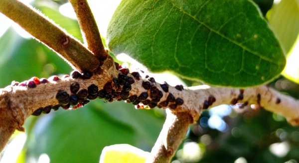 Investigadores se reúnen en Málaga para luchar contra las plagas emergentes en agricultura con las últimas tecnologías 