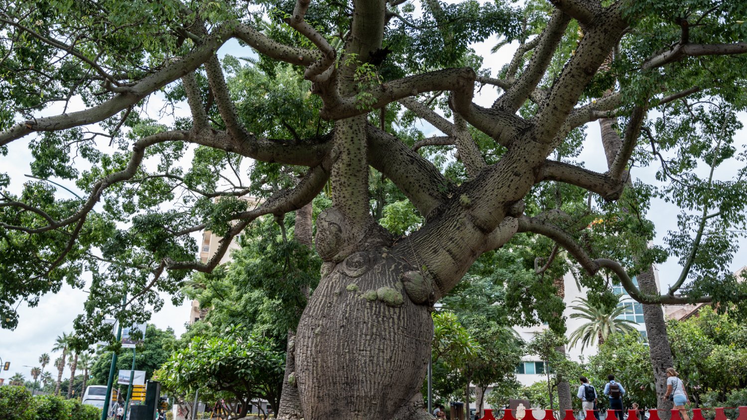 Diez árboles singulares de Málaga forman parte de la campaña europea de divulgación TreeTags