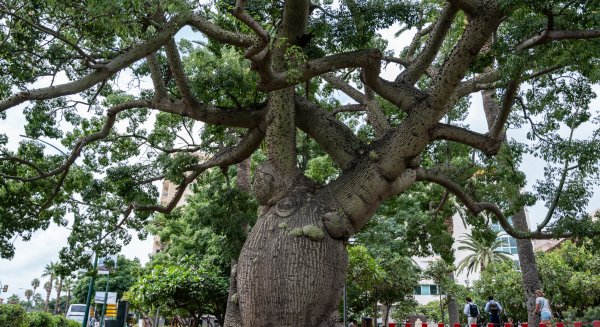 Diez árboles singulares de Málaga forman parte de la campaña europea de divulgación TreeTags