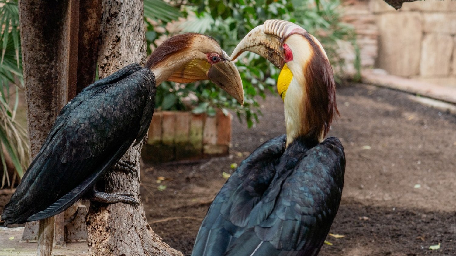 Por primera vez en España nacen dos polluelos de cálao gorginegro en Bioparc Fuengirola