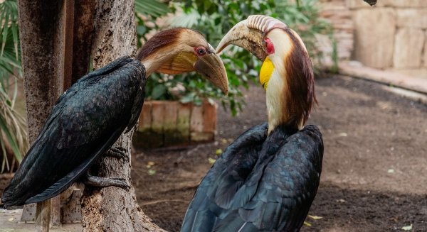 Por primera vez en España nacen dos polluelos de cálao gorginegro en Bioparc Fuengirola