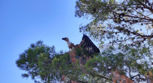 La Junta reintroduce 3 buitres leonados tras su recuperación en el CREA de Málaga