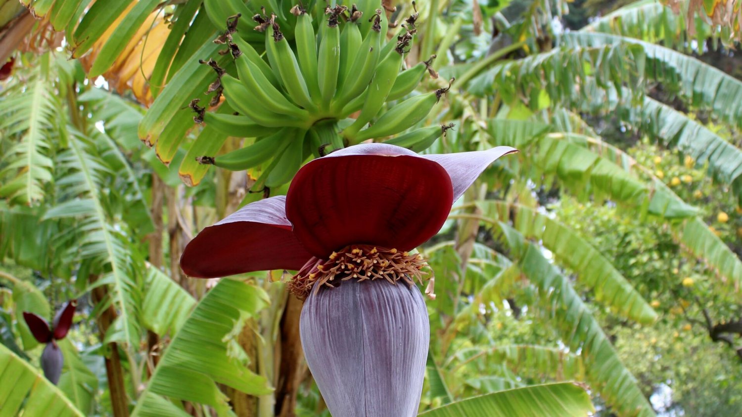La planta del mes de octubre en el Jardín Botánico Histórico La Concepción es la platanera
