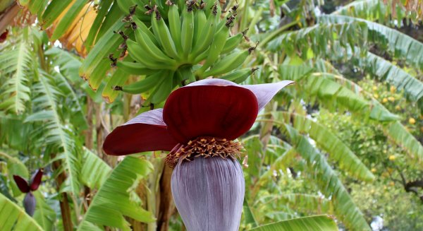 La planta del mes de octubre en el Jardín Botánico Histórico La Concepción es la platanera