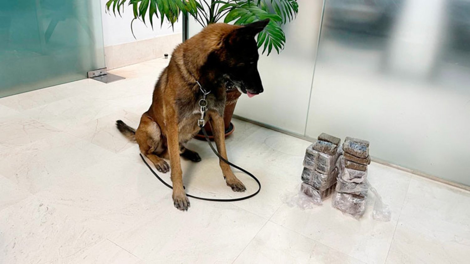 La unidad canina de la Policía Local de Antequera intercepta casi cinco kilos de droga en un control