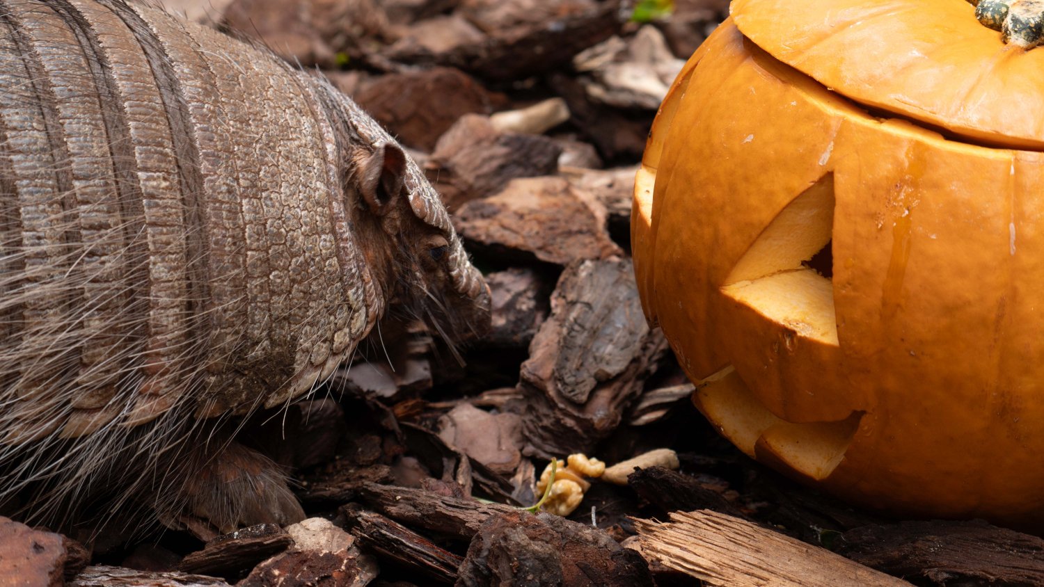 Bioparc Fuengirola se suma a la celebración de Halloween con una terrorífica agenda de actividades