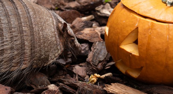 Bioparc Fuengirola se suma a la celebración de Halloween con una terrorífica agenda de actividades