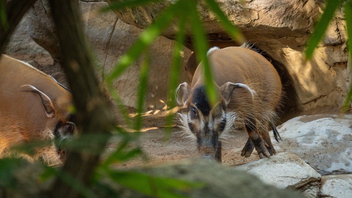 Una hembra de potamóquero rojo llega a Bioparc Fuengirola