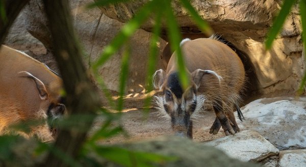 Una hembra de potamóquero rojo llega a Bioparc Fuengirola