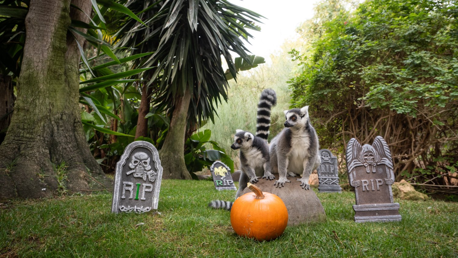 Bioparc Fuengirola celebra Halloween con actividades para todos y acceso gratuito para niños disfrazados