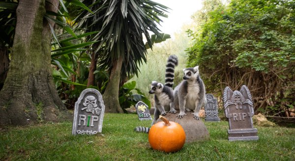 Bioparc Fuengirola celebra Halloween con actividades para todos y acceso gratuito para niños disfrazados