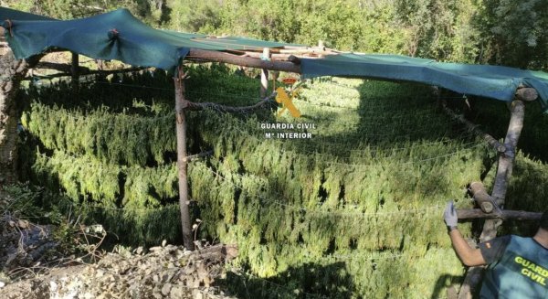 Desmantelada una plantación de marihuana oculta en el Parque Nacional Sierra de las Nieves con un detenido