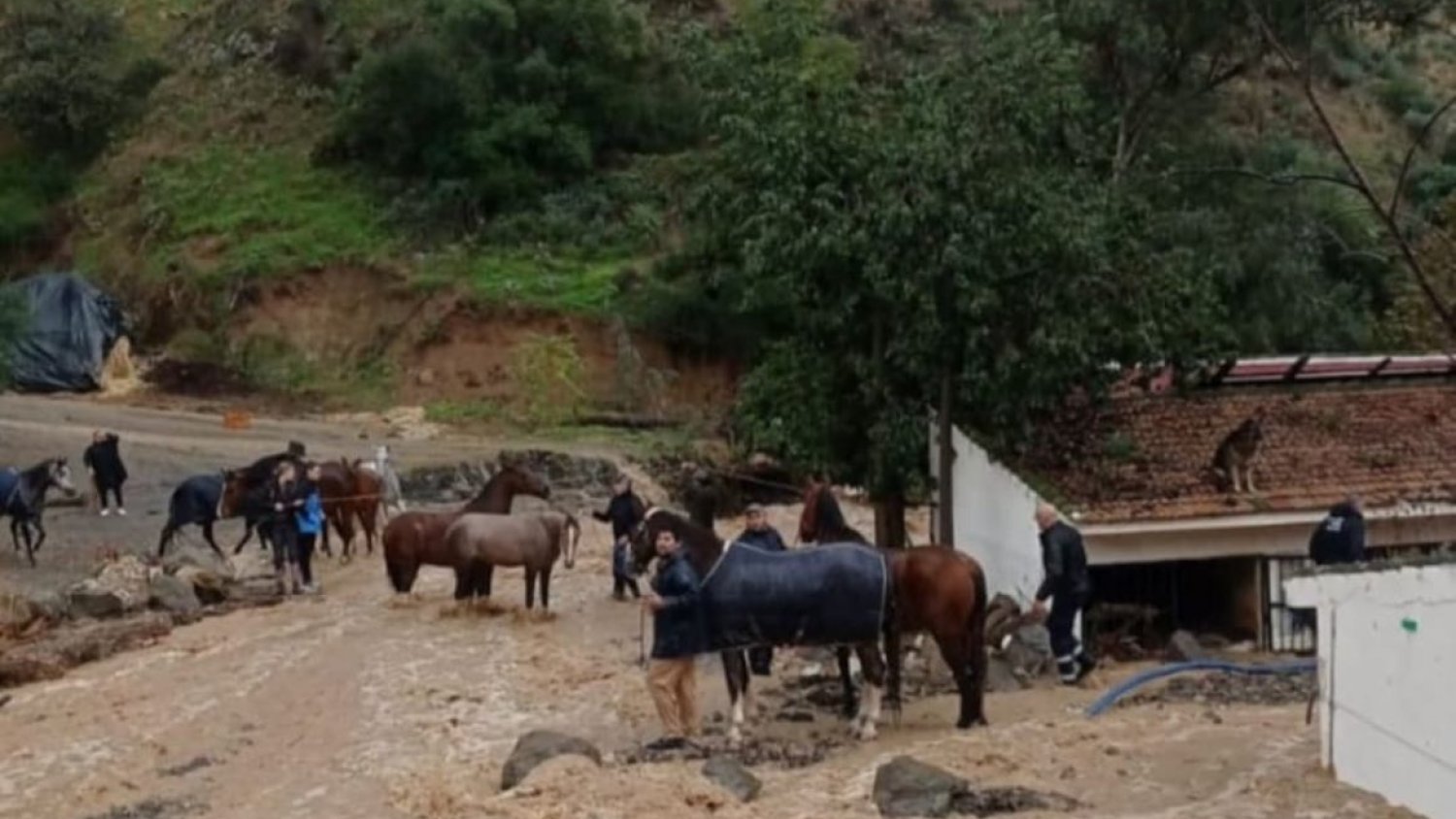 Rescatan a 39 perros y 41 caballos atrapados en el Club Hípico Málaga