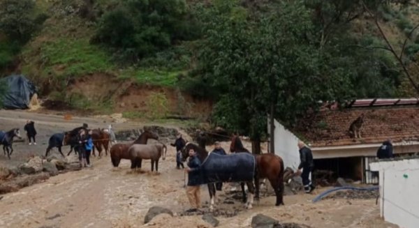 Rescatan a 39 perros y 41 caballos atrapados en el Club Hípico Málaga