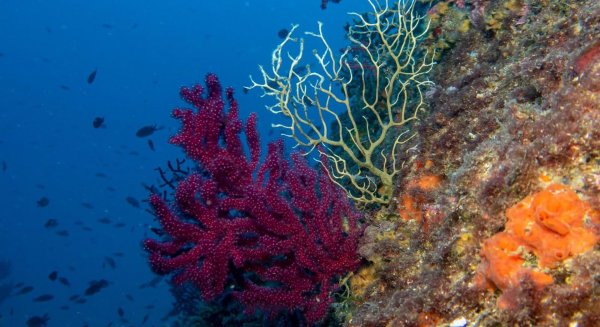 Más de 150 expertos se reúnen en Málaga para avanzar en la restauración costera y marina en el Mediterráneo