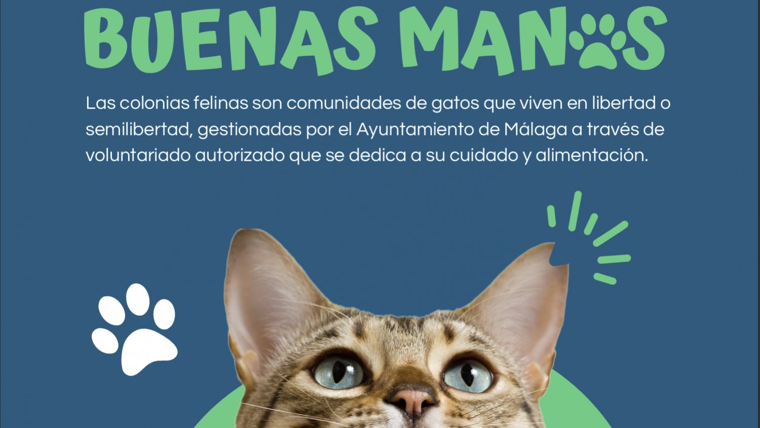 Málaga lanza una campaña de información y concienciación sobre la gestión de las cerca de 300 colonias felinas en la ciudad