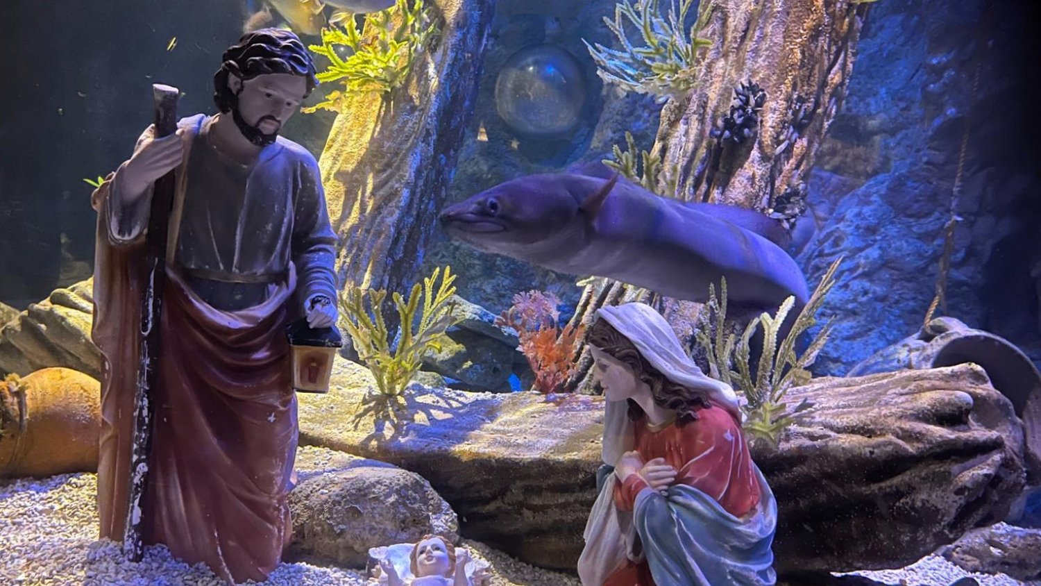 El belén submarino de Sea Life Benalmádena comparte la Navidad 2024 con meros, gallinetas, pargos y congrios