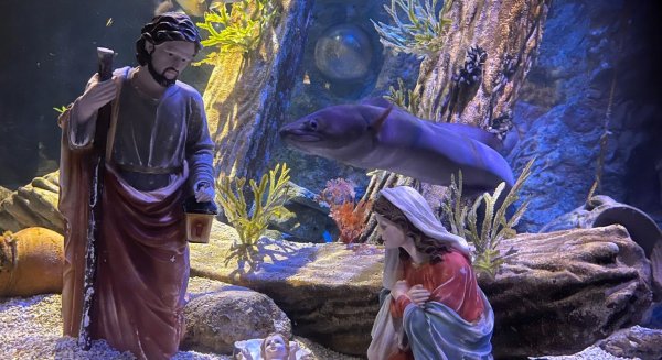 El belén submarino de Sea Life Benalmádena comparte la Navidad 2024 con meros, gallinetas, pargos y congrios