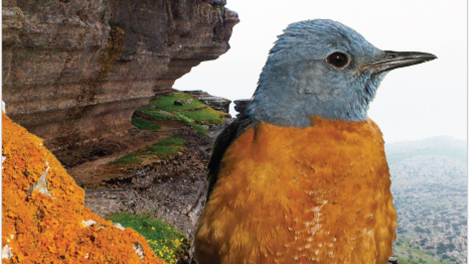 Expertos prevén la reducción de aves de alta montaña en Málaga por el cambio climático