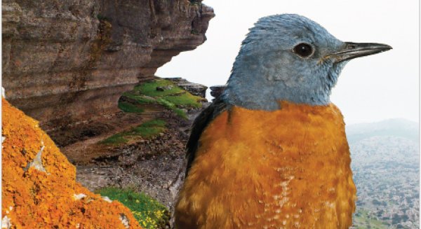 Expertos prevén la reducción de aves de alta montaña en Málaga por el cambio climático