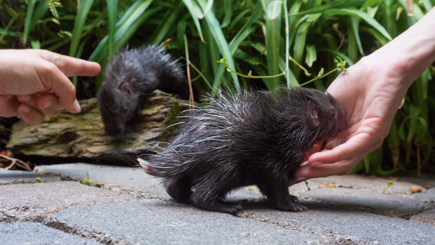 Llegan a Bioparc Fuengirola dos crías de la subespecie más grande del puercoespín