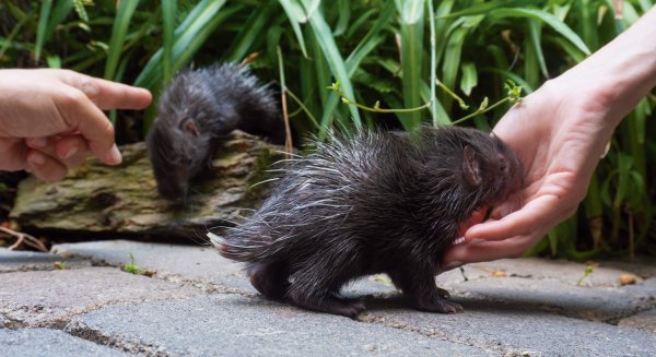 Llegan a Bioparc Fuengirola dos crías de la subespecie más grande del puercoespín