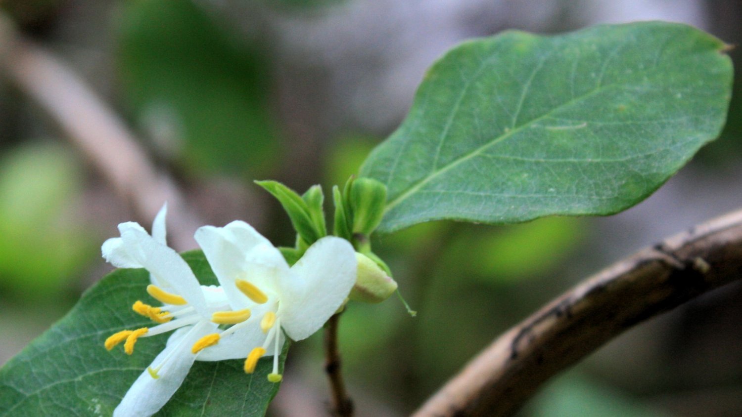 La planta del mes de enero en el Jardín Botánico Histórico La Concepción es la madreselva de invierno