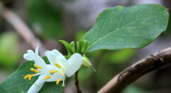 La planta del mes de enero en el Jardín Botánico Histórico La Concepción es la madreselva de invierno