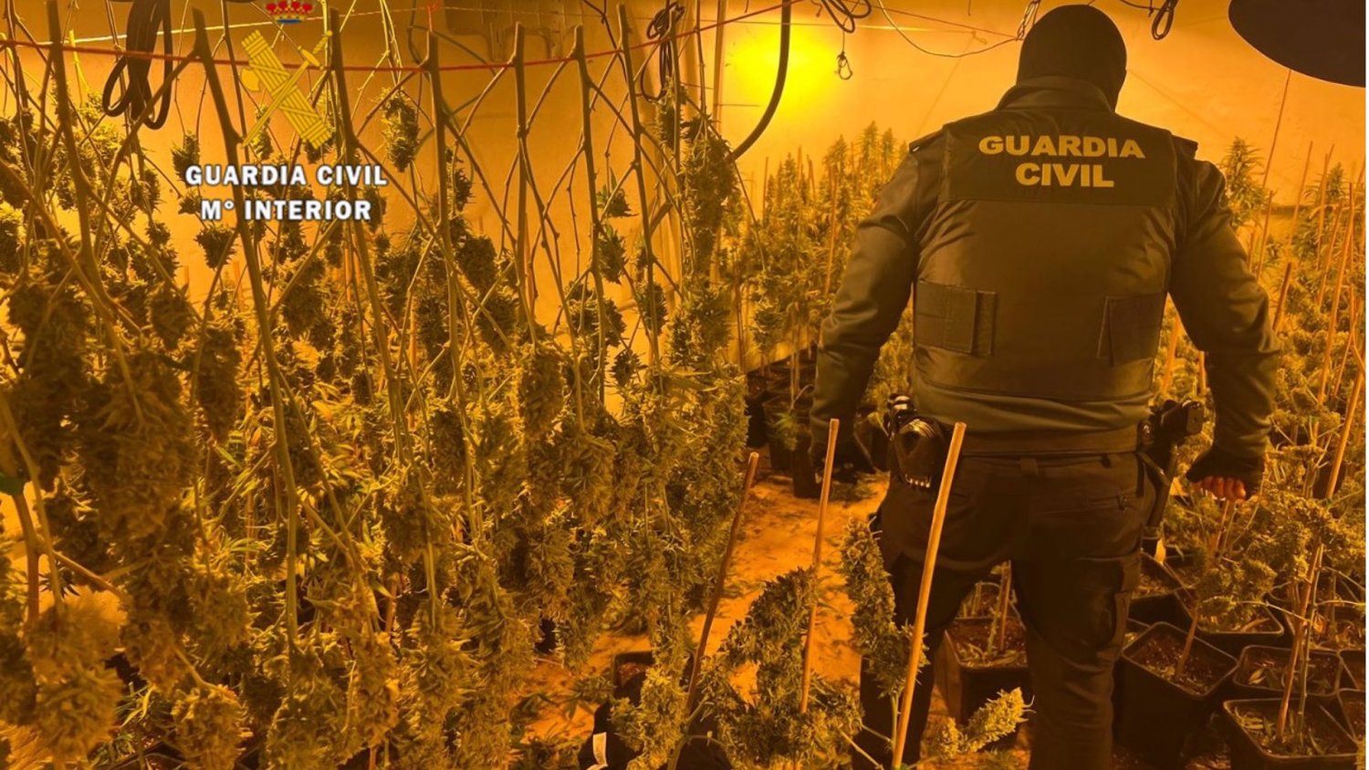 Siete detenidos al desmantelar una plantación de cultivo de marihuana dentro de una finca de Cártama
