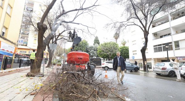 El Plan de Poda actuará en 1.600 ejemplares del parque urbano forestal de San Pedro Alcántara