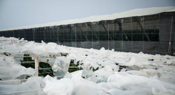 El Gobierno abona los primeros 3,48 millones de euros a 175 agricultores y ganaderos andaluces afectados por la dana