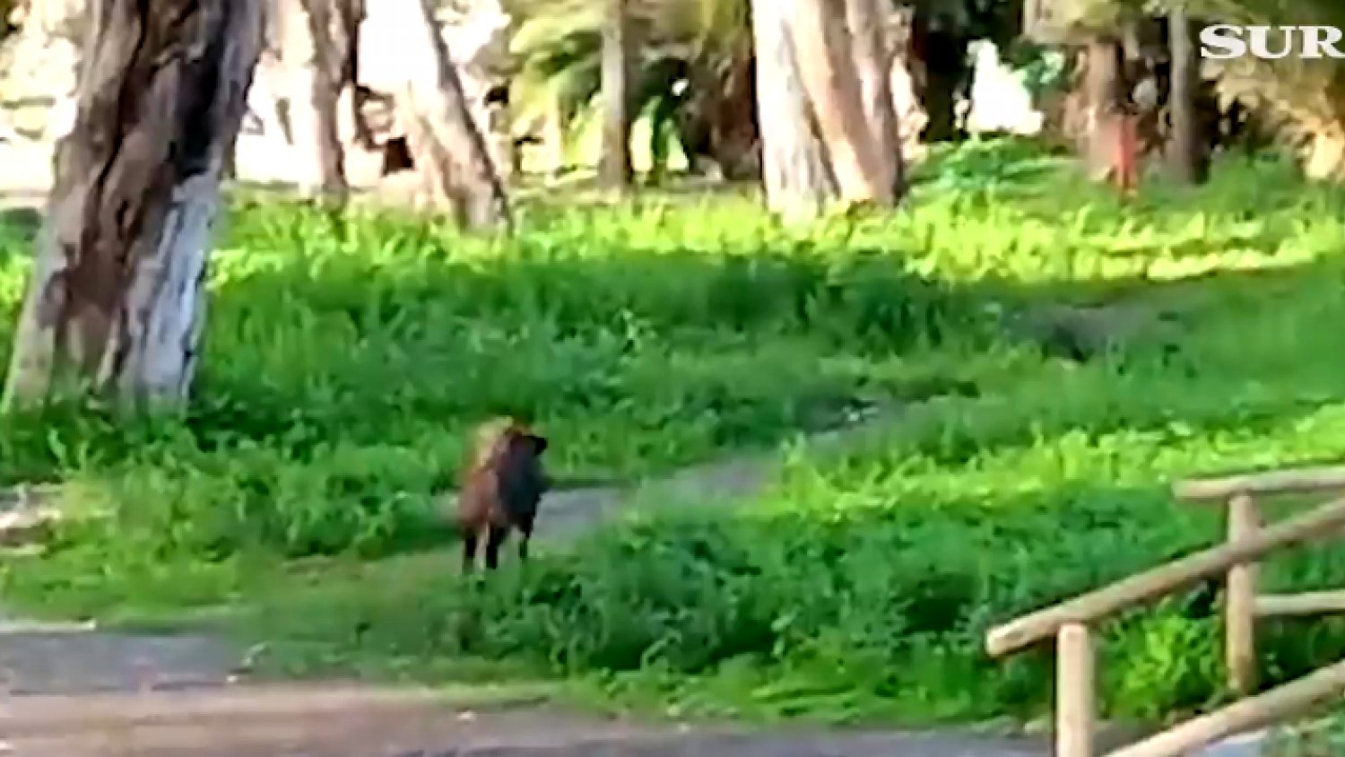 La policía avista un jabalí en los Baños del Carmen de Málaga que ha huido hacia La Malagueta