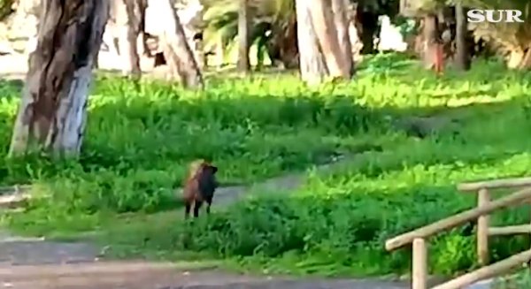 La policía avista un jabalí en los Baños del Carmen de Málaga que ha huido hacia La Malagueta