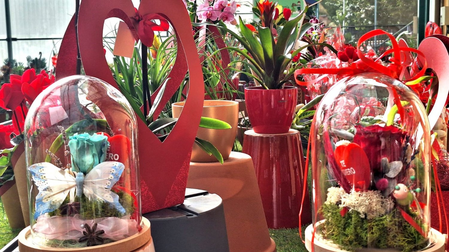 Decoración luminosa, libros y flores permitirán el disfrute de vecinos y visitantes de Torremolinos en San Valentín