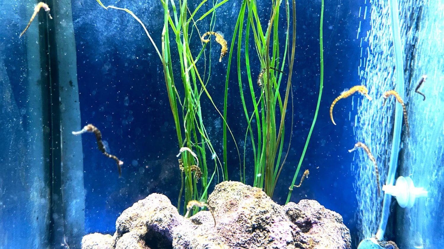 Nacen 40 crías de caballito de mar dentro del programa de intercambio de especies de los Acuario Sea Life Benalmádena