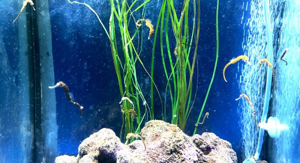 Nacen 40 crías de caballito de mar dentro del programa de intercambio de especies de los Acuario Sea Life Benalmádena
