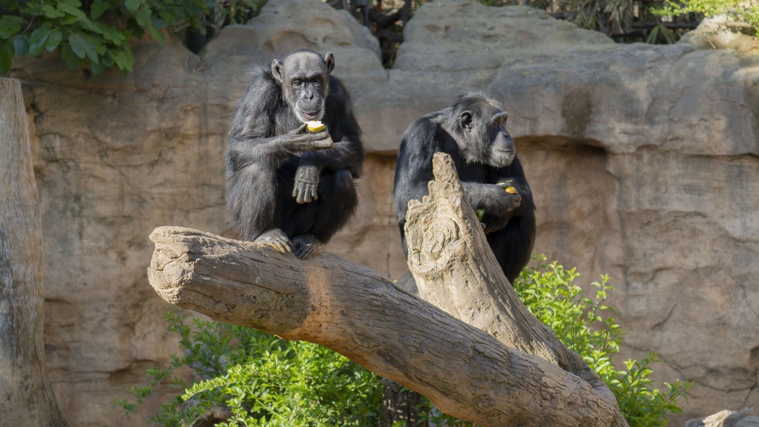 Julieta el chimpancé que pasó de ser explotado como atracción turística, a ser de la familia de Bioparc
