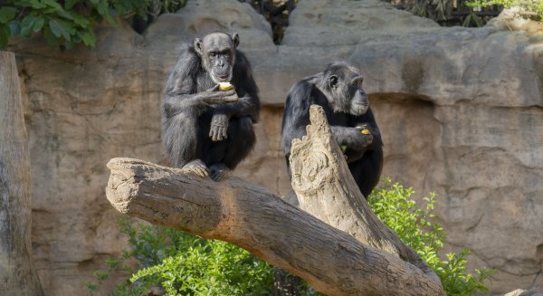Julieta el chimpancé que pasó de ser explotado como atracción turística, a ser de la familia de Bioparc