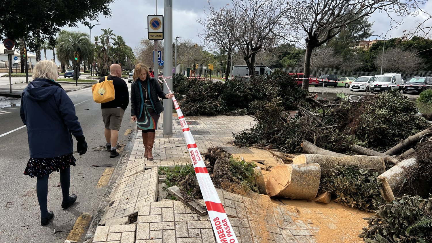 El PSOE de Málaga denuncia “la falta de mantenimiento” del arbolado urbano y condena las talas de árboles en la ciudad