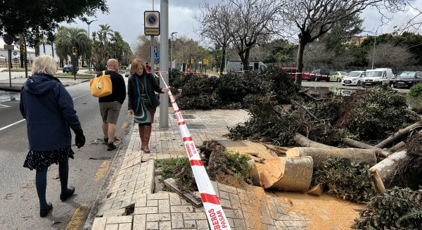 El PSOE de Málaga denuncia “la falta de mantenimiento” del arbolado urbano y condena las talas de árboles en la ciudad