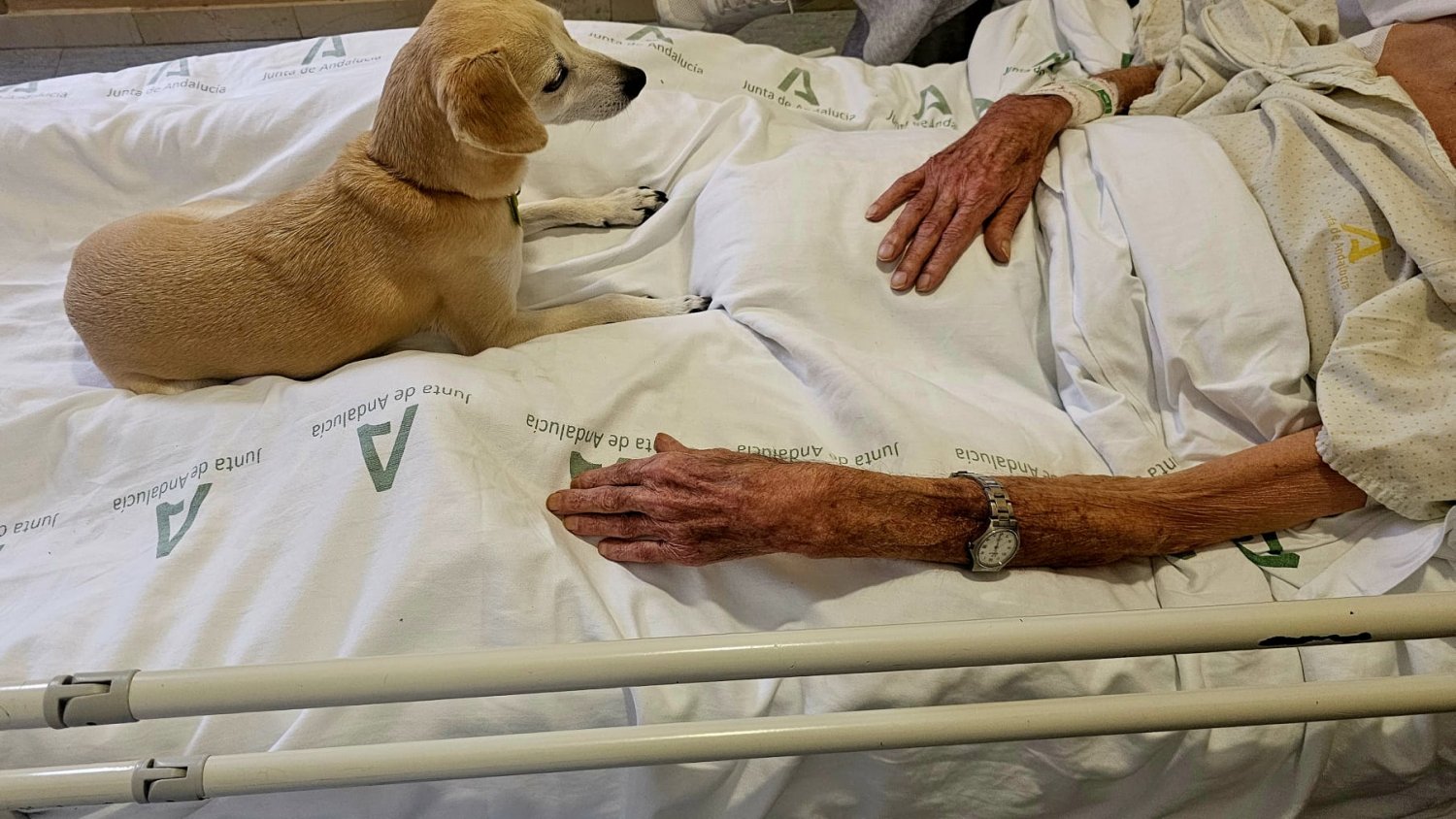 El Hospital Civil permitirá a los enfermos terminales despedirse de sus mascotas a través del proyecto “Tu mascota te acompaña”